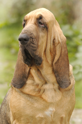A top winning Bloodhound from the Marksbury Kennel